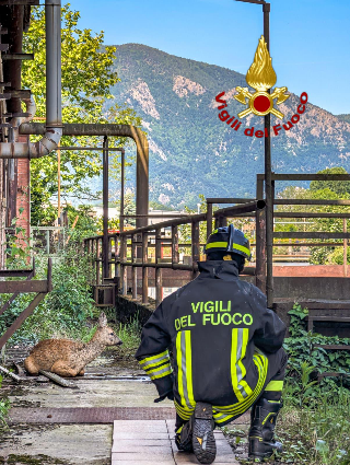 Capriolo cade in un canale ad Avigliana, salvato dai vigili del fuoco